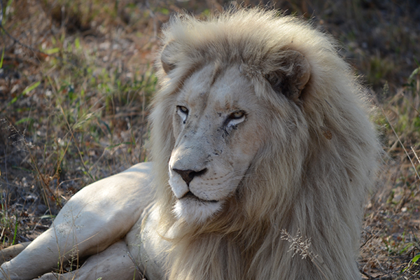 White lion male