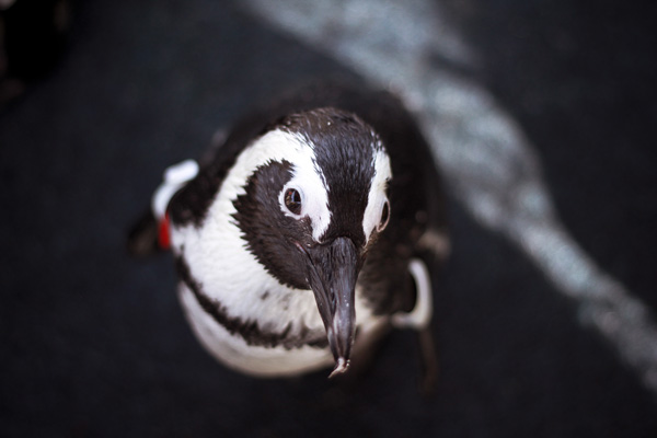 africanpenguin-GrantPeters-text