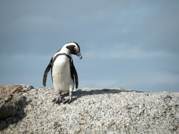 africanpenguin-NickPerretti
