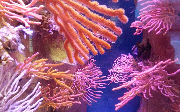 two_oceans1_art_embed