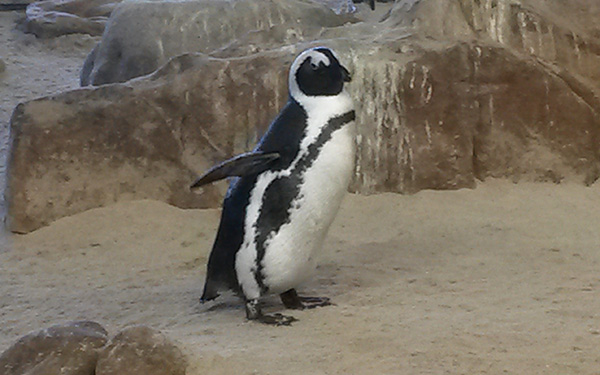 two_oceans2_penguin_art_embed