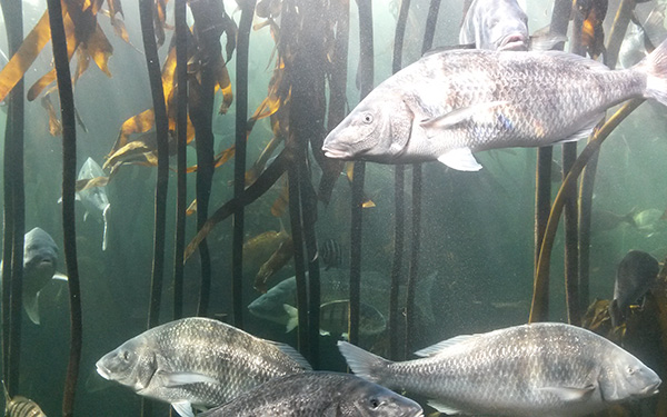 two_oceans3_fish_art_embed