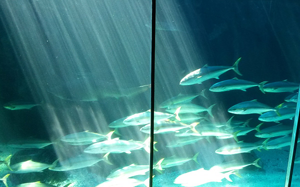 two_oceans4_fish_art_embed