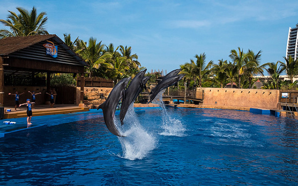 ushaka_dolphins_art_embed