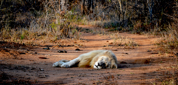 whitelions-zukharaasleep