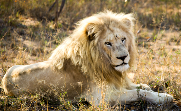 whitelions-text-zukhara