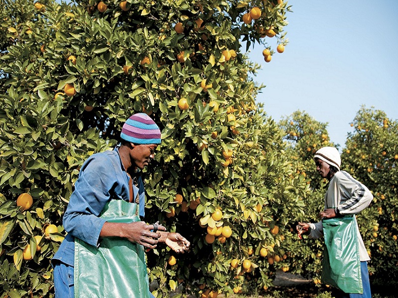 fruit export import south africa