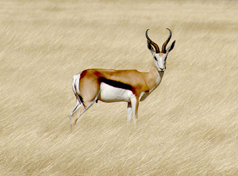 Springbok