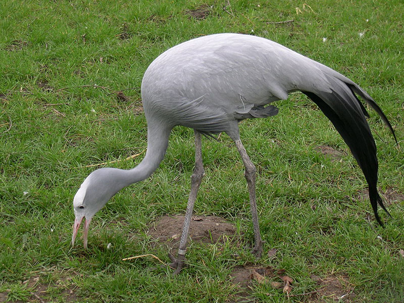 Blue crane