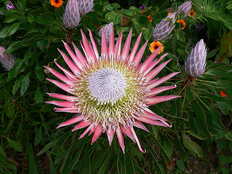 Protea