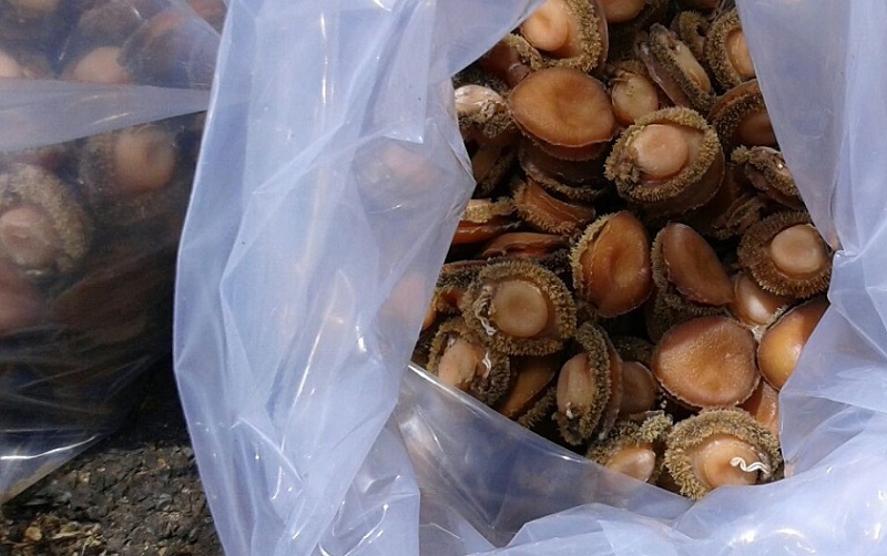 South Africa abalone fishing