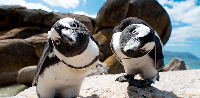 Boulders Beach: Boulders Beach, near Simon's Town, Cape Town, is renowned for its penguin population and picture-postcard family-friendly beaches. Boardwalk tours through the penguin colony give visitors a close-up view of the endangered African penguin. 